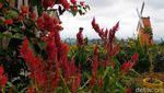 Menikmati Indahnya Taman Bunga Celosia di Kuningan