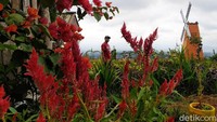 Taman Bunga Celosia ini awalnya didirikan oleh kelompok pemuda Desa Gunungkeling untuk meningkatkan perekonomian warga desa. 