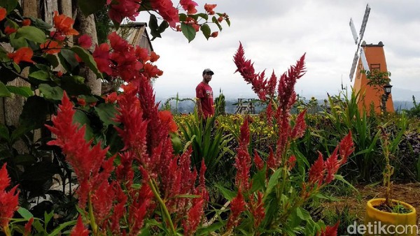 Taman Bunga Celosia ini awalnya didirikan oleh kelompok pemuda Desa Gunungkeling untuk meningkatkan perekonomian warga desa. Taman Bunga Celosia ini awalnya didirikan oleh kelompok pemuda Desa Gunungkeling untuk meningkatkan perekonomian warga desa.