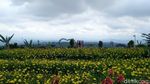 Menikmati Indahnya Taman Bunga Celosia di Kuningan