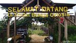 Menikmati Indahnya Taman Bunga Celosia di Kuningan