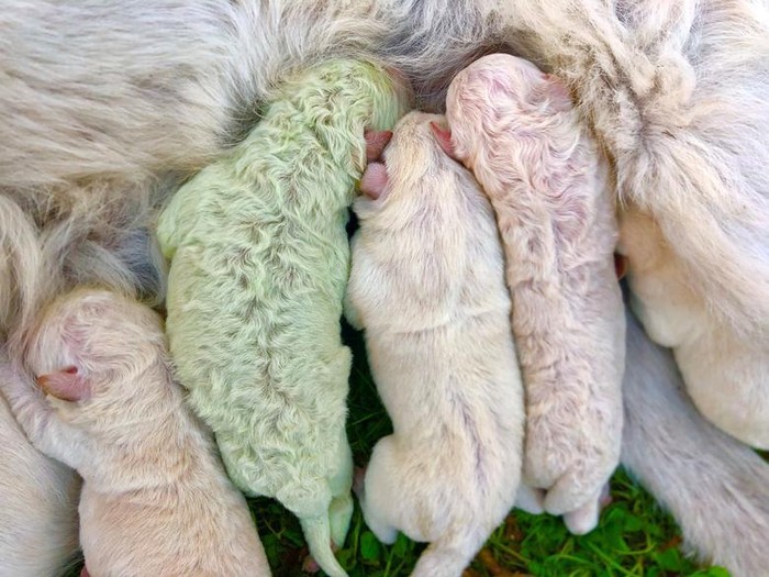 Anak anjing unik berwarna hijau
