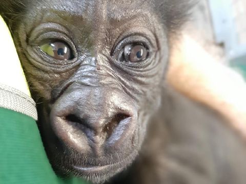 Anak gorila diasuh penjaga kebun binatang