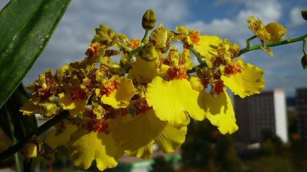 Anggrek Oncidium (Image by Jürgen Köditz from Pixabay)