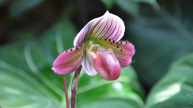 Lupakan Janda Bolong Ini 6 Bunga Anggrek Cantik Buat Koleksi