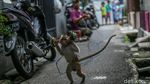 Ironi Topeng Monyet, Masih Beraksi Meski Dilarang di DKI