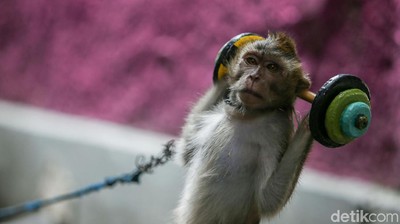 Ironi Topeng Monyet, Masih Beraksi Meski Dilarang di DKI
