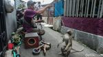 Ironi Topeng Monyet, Masih Beraksi Meski Dilarang di DKI