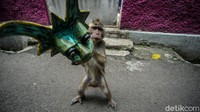 Tak sedikit dari para pelaku usaha tersebut berdalih mereka melakukan atraksi topeng monyet tersebut untuk mengumpulkan uang demi memenuhi kebutuhan hidup sehari-hari.