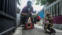 Oleh karenanya, untuk mencegah terjadinya eksploitasi dan kekerasan terhadap monyet maupun hewan dan makhluk hidup lainnya, atraksi topeng monyet pun dilarang untuk diselenggarakan.