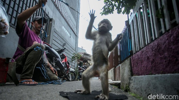 Atraksi topeng monyet masih ditemukan meski dilarang di Jakarta. Tak sedikit pelaku usaha beralasan ngamen topeng monyet dilakukan untuk penuhi kebutuhan hidup.
