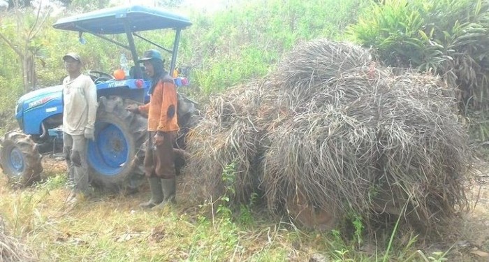 Berkat Hilirisasi Kini Petani Solok Bisa Ekspor Minyak Sereh Wangi