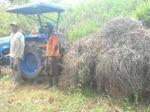 Berkat Hilirisasi, Kini Petani Solok Bisa Ekspor Minyak Sereh Wangi