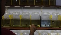 Harga ikan Betta dipengaruhi oleh, warna, bentuk badan dan umur ikan.  