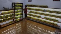 Selama masa pandemi ikan Betta telah dipasarkan ke sejumlah daerah di Jawa Tengah dan Yogyakarta.  