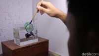 Peternak ikan Betta membersihkan akuarium yang dipersiapkan untuk pemotretan.  