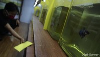 Ikan Betta mengalami lonjakan penjualan sejak masa pandemi COVID-19.   