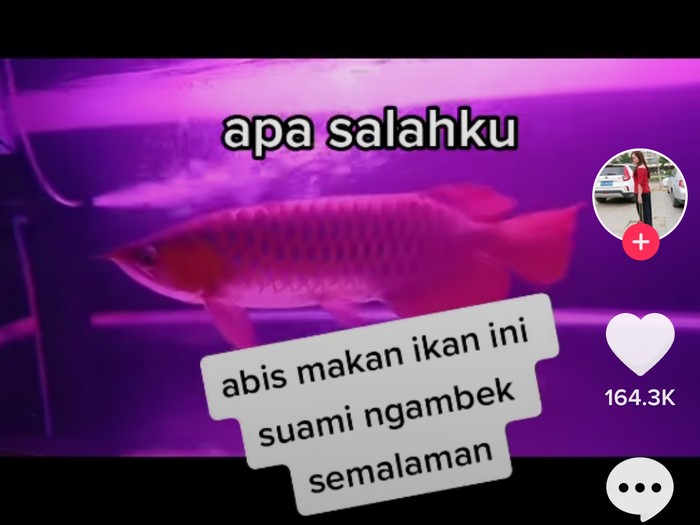 Goreng Ikan Red Arwana, Wanita Ini Curhat Suaminya Ngambek Goreng Ikan Red Arwana, Wanita Ini Curhat Suaminya Ngambek