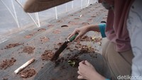 Tidak ada hambatan dalam beraktivitas, Maisa yang mengalami keterbatasan (difable) tetap semangat dalam berkebun  