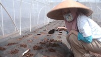 Lahan yang dikelola oleh orang tuanya tersebut menjadi tempatnya dalam mengembangkan usahanya dengan menjual tanaman Hydroponik, Organik dan juga Aquaponik  