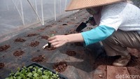 Ketertarikan Maisa untuk berkebun sudah dimulai sebelum pandemi ada, dan sekarang semakin giat karena memberikan banyak waktu untuk menanam  