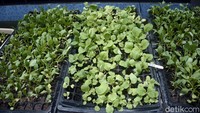 Berkebun dan berternak ikan dipilih Maisa karena ketertarikannya dan sudah berhasil merasakan keuntungan dari penjualan bibit-bibit tanaman Hydroponiknya.  