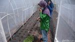 Keterbatasan Tak Menghambat Maisa Dalam Merintis Usaha