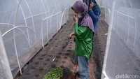 Lahan yang dimiliki menjadi tempatnya untuk belajar bersama teman-temannya dan juga menjadi tempat peluangnya untuk berwirausaha.  
