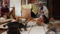 Kisah Janda Tua di Bandung Hidup Bersama 90 Kucing Liar