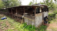Yulia (42), wanita yang mayatnya ditemukan terbakar di dalam mobil, Kabupaten Sukoharjo, Jawa Tengah, ternyata dihabisi di dalam kandang ayam. Pelaku adalah Eko Prasetyo (30), rekan bisnis Yulia.