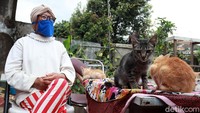 Puluhan kucing itu hidup bersama di rumah milik Lily. Tidur, makan dan aktivitas lainnya dilakukan bersama dengan kucing-kucingnya.