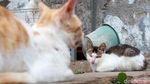 Janda Sebatang Kara Ini Hidup Bersama 90 Kucing Liar di Bandung