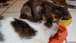 Janda Sebatang Kara Ini Hidup Bersama 90 Kucing Liar di Bandung