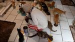 Janda Sebatang Kara Ini Hidup Bersama 90 Kucing Liar di Bandung