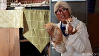 Lily menyebut, tidak ada kucing ras yang dipelihara di rumahnya. Menurutnya, kucing-kucing itu berasal dari jalanan. Setiap keluar rumah, ke pasar atau ke tempat lainnya, Lily kerap memungut kucing jalanan. Hak itu dilakukan, karena dirinya merasa kasihan.