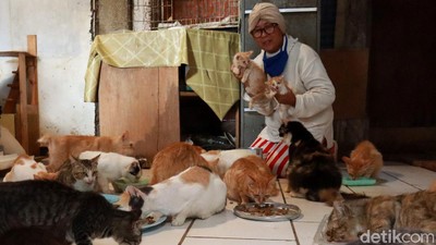 Janda Sebatang Kara Ini Hidup Bersama 90 Kucing Liar di Bandung