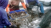 Solusi inilah yang bertujuan untuk meningkatkan kualitas budidaya ikan dan udang dan sudah diimplementasikan oleh sejumlah petani tambak ikan kerapu dan udang di Jawa Timur, solusi ini terbukti mampu meningkatkan produktivitas rata-rata sebesar 20%. Foto: dok. XL Axiata
