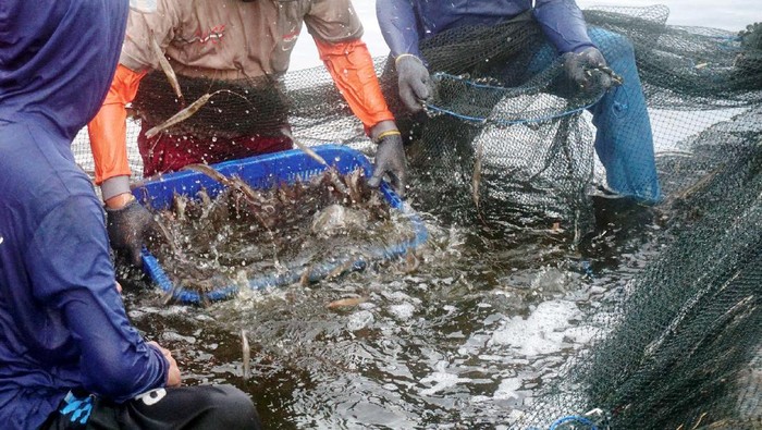 Saat IoT Bantu Tingkatkan Kualitas Budidaya Ikan dan Udang Internet of Thing (IoT) bila dimanfaatkan bisa mengakomodir para pelaku usaha di berbagai segmen. Seperti petani tambak ikan dan udang ini yang sudah berhasil mencobanya.