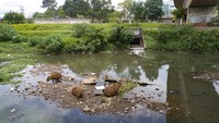 Tercemarnya sungai mengganggu sejumlah satwa yang hidup di sekitaran sungai tersebut.  