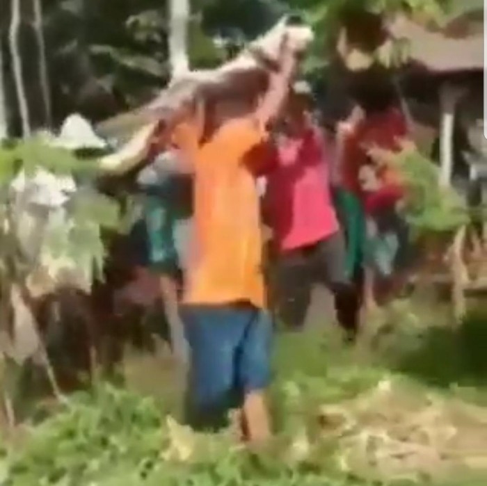 Video warga Jember membongkar makam beredar di media sosial. Aksi tersebut diduga terjadi di Desa Gelang Paci, Kecamatan Sumberbaru.