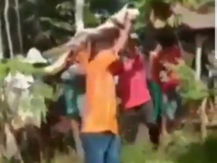 Video warga Jember membongkar makam beredar di media sosial. Aksi tersebut diduga terjadi di Desa Gelang Paci, Kecamatan Sumberbaru.