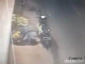 Viral Perempuan Berhijab di Probolinggo Curi Tanaman Hias