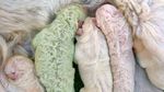 Anak Anjing di Italia Ini Berbulu Hijau, Kok Bisa?