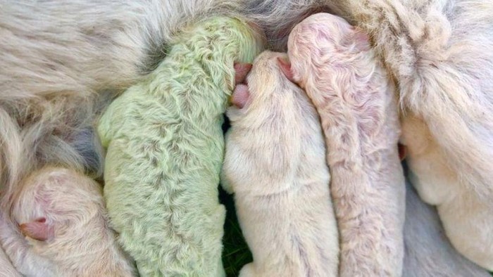 Seekor anjing di Italia melahirkan lima ekor anjing. Namun uniknya, salah satu anak anjing tersebut memiliki bulu berwarna hijau. Penasaran? Lihat yuk.