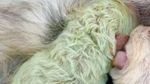Anak Anjing di Italia Ini Berbulu Hijau, Kok Bisa?