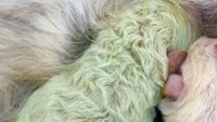 Anak anjing berbulu hijau itu pun diberi nama Pistachio yang merujuk pada kacang berwarna hijau. Namun diketahui bulu hijau Pistachio tersebut perlahan memudar. Istimewa/Dok. Reuters via BBC Indonesia.