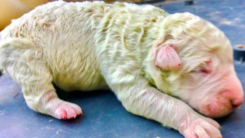Anak Anjing di Italia Ini Berbulu Hijau, Kok Bisa? Seekor anjing di Italia melahirkan lima ekor anjing. Namun uniknya, salah satu anak anjing tersebut memiliki bulu berwarna hijau. Penasaran? Lihat yuk.