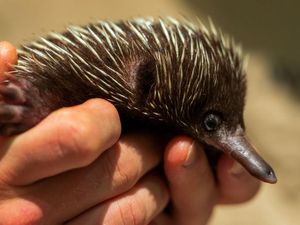 Jatuh Usai Diperebutkan Burung Gagak dan Murai, Bayi Trenggiling Selamat