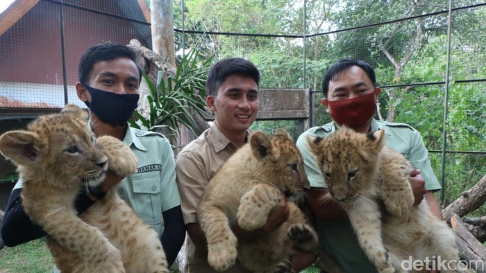 Jerapah dan singa lahir di Prigen