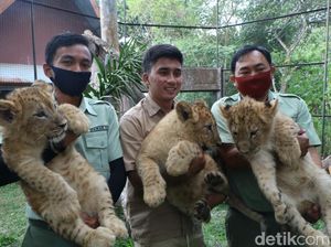 3 Bayi Singa Afrika dan 1 Bayi Jerapah Lahir di Taman Safari Prigen